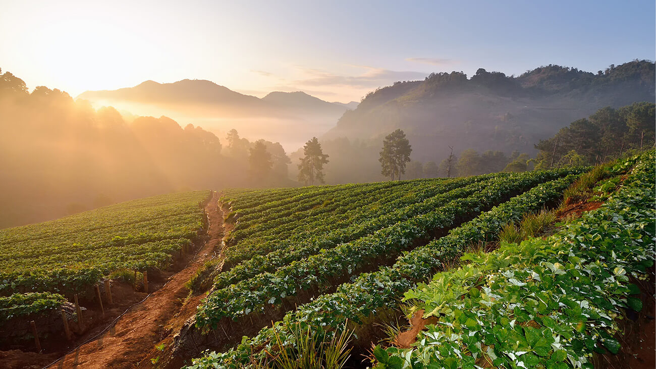 Farm in front of mountains at sunrise